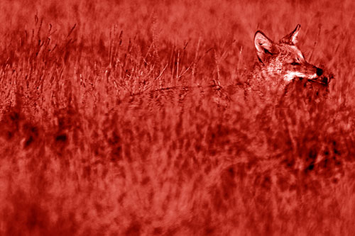 Coyote Running Through Tall Grass (Red Shade Photo)