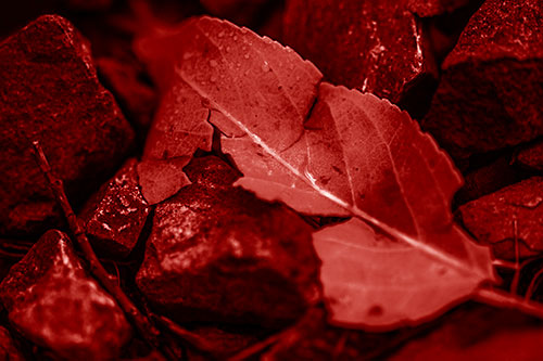 Cracked Soggy Leaf Face Rests Among Rocks (Red Shade Photo)