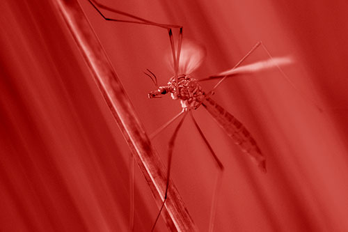 Crane Fly Clinging Ahold To Grass Blade (Red Shade)