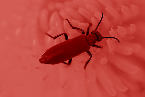 Crawling Oedemera Beetle Searching Atop Dandelion (Red Shade)