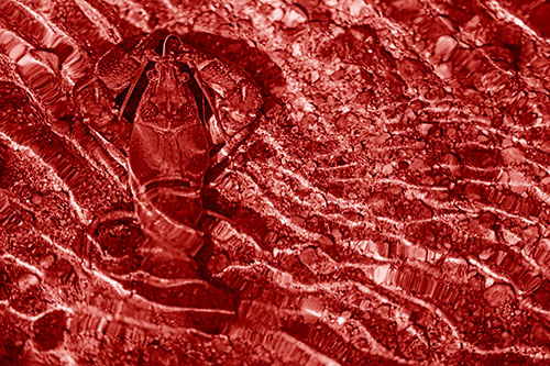 Crayfish Holds Onto Riverbed Floor Among Rippling Water (Red Shade Photo)