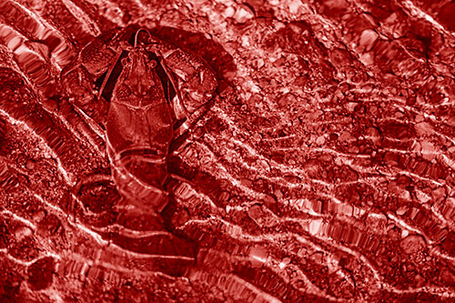 Crayfish Holds Onto Riverbed Floor Among Rippling Water (Red Shade)