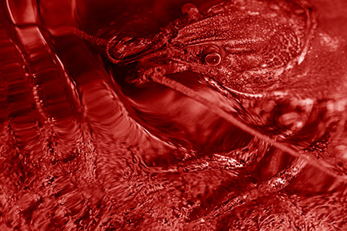 Crayfish Swims Against Rippling Water (Red Shade Photo)
