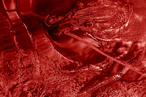 Crayfish Swims Against Rippling Water (Red Shade)
