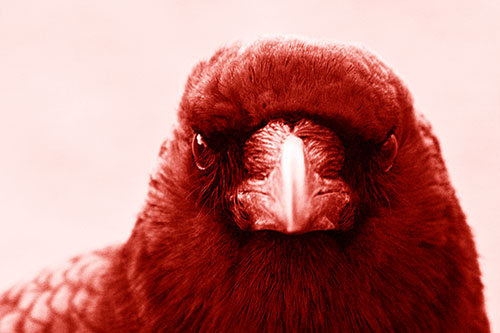 Creepy Close Eye Contact With A Crow (Red Shade Photo)