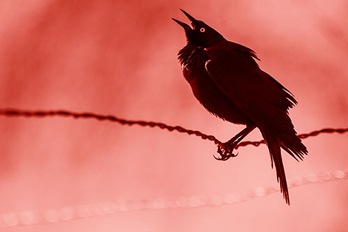 Croaking Grackle Balances Atop Fence Wire (Red Shade Photo)