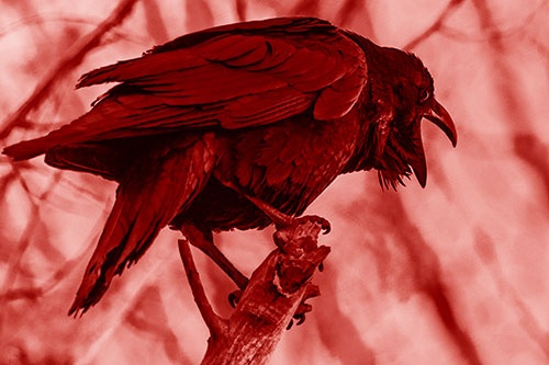 Croaking Raven Perched Atop Broken Tree Branch (Red Shade Photo)