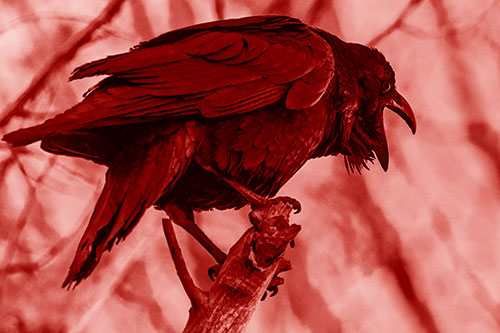 Croaking Raven Perched Atop Broken Tree Branch (Red Shade)