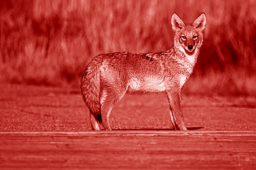 Crossing Coyote Glares Across Bridge Walkway (Red Shade Photo)