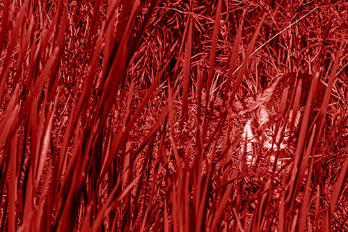 Crouching Cat Hunting Among Tall Reed Grass (Red Shade)