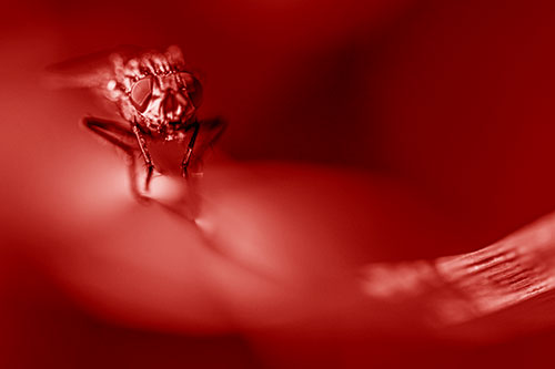 Crouching Cluster Fly Balances Among Grass Blade (Red Shade)