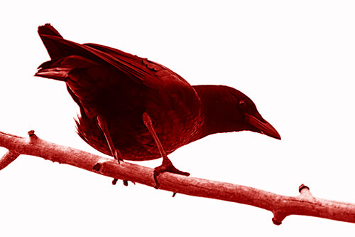 Crouching Crow Peeking Below Thick Tree Branch (Red Shade Photo)