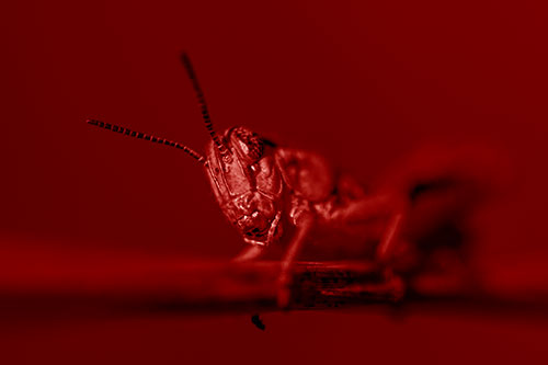 Crouching Grasshopper Gripping Onto Grass Blade (Red Shade)