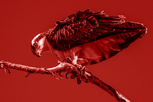 Crouching Osprey Hawk Looking Below Shredded Tree Branch (Red Shade)