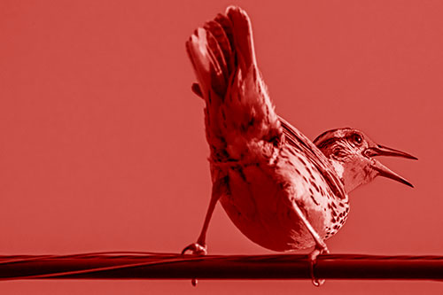 Crouching Western Meadowlark Singing Towards Sunlight (Red Shade)