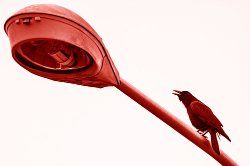 Crow Cawing Atop Sloping Light Pole (Red Shade Photo)