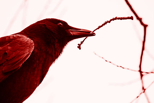 Crow Clasping Stick Among Tree Branches (Red Shade Photo)