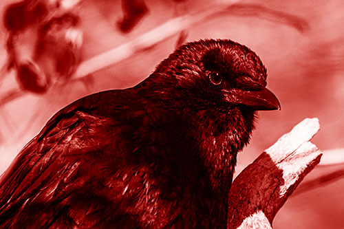 Crow Enjoys Sunshine Atop Broken Tree Branch (Red Shade Photo)