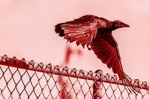 Crow Flying Over Chain Link Fence (Red Shade)