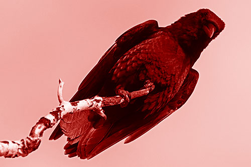 Crow Glancing Downward Atop Decaying Tree Branch (Red Shade Photo)