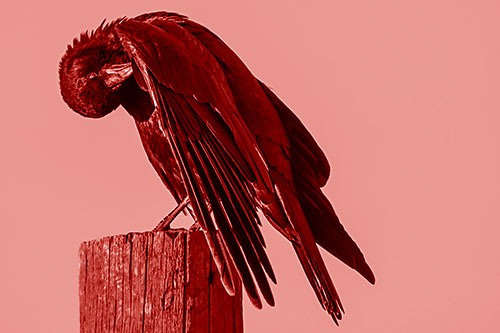 Crow Grooming Wing Atop Wooden Post (Red Shade Photo)