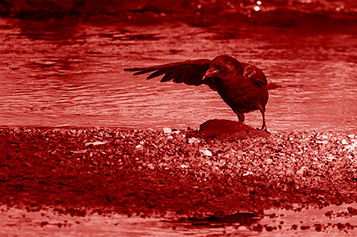 Crow Pointing Upstream Using Wing (Red Shade Photo)