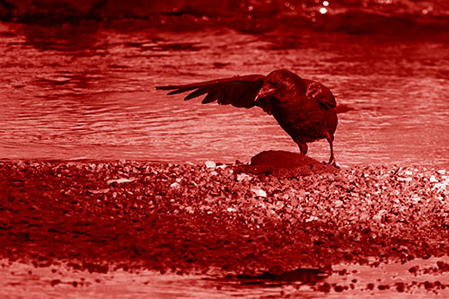 Crow Pointing Upstream Using Wing (Red Shade)