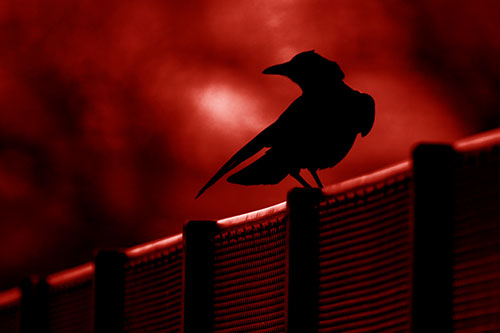 Crow Silhouette Atop Guardrail (Red Shade Photo)