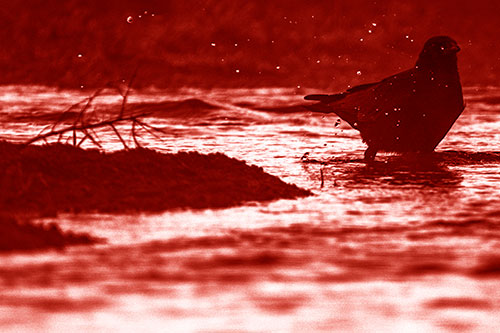 Crow Splashing River Water (Red Shade Photo)