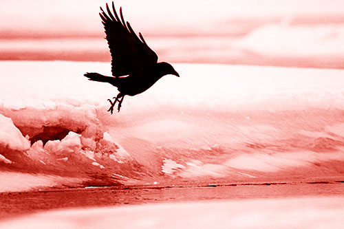 Crow Taking Flight Off Icy Shoreline (Red Shade Photo)