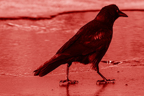 Crow Walking Along Frozen River Ice (Red Shade)