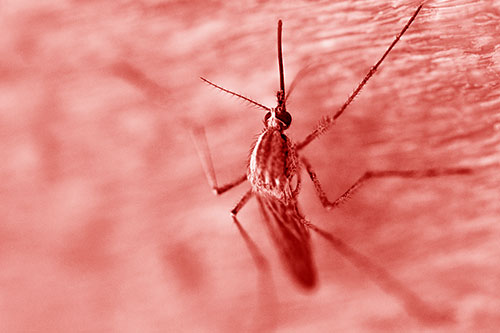 Culex Pipien Mosquito Resting Vertically (Red Shade Photo)