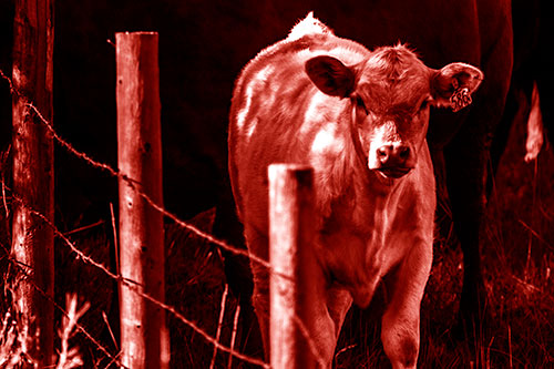 Curious Cow Calf Making Eye Contact (Red Shade Photo)
