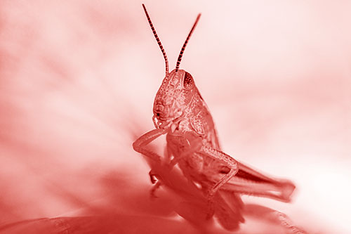 Curious Crouching Grasshopper Perched Atop Leaf Petal (Red Shade)