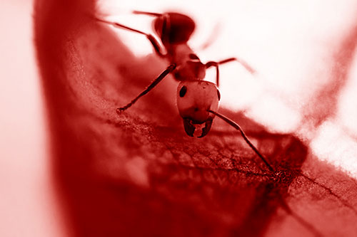 Curious Fire Ant Spreads Mandibles Among Sloping Milkweed Leaf (Red Shade)