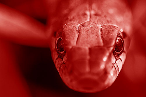 Curious Garter Snake Makes Direct Eye Contact (Red Shade)