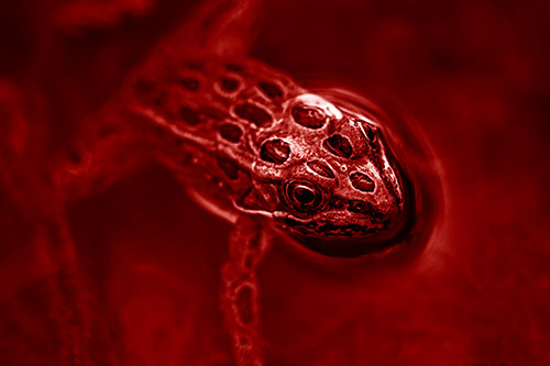 Curious Leopard Frog Peeking Head Above Water (Red Shade Photo)