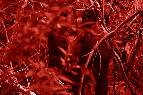 Curious Moose Looking Around (Red Shade Photo)