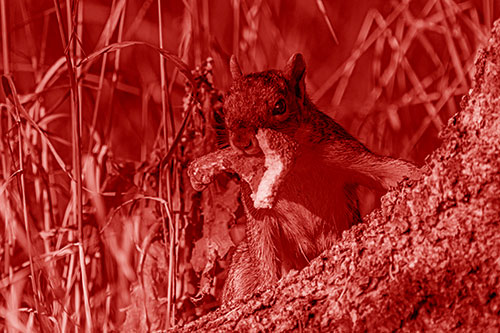 Curious Pizza Crust Squirrel (Red Shade Photo)