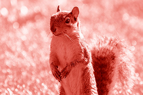 Curious Squirrel Standing On Hind Legs (Red Shade Photo)