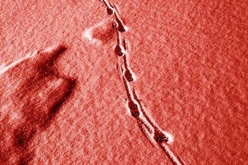Curving Animal Footprint Trail Dragging Along Snow (Red Shade Photo)