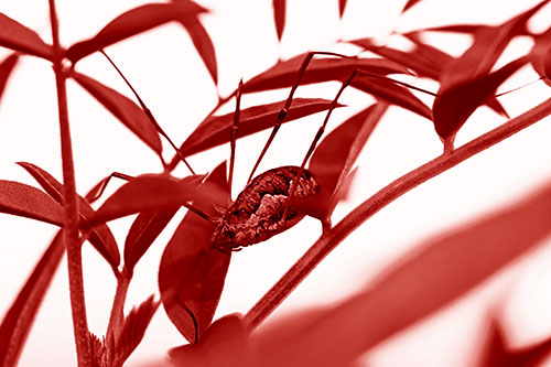 Daddy Longlegs Harvestmen Spider Crawling Down Plant Stem (Red Shade Photo)