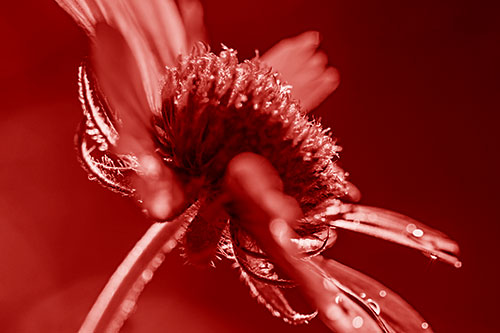 Damp Coneflower Blossoming Towards Sunlight (Red Shade Photo)