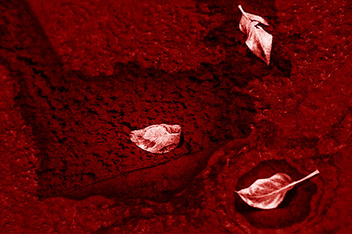 Damp Leaf Face Rests Atop Wet Desiccating Pavement (Red Shade)