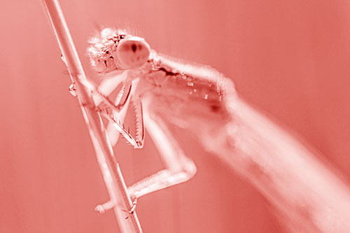 Damselfly Clamping Onto Grass Blade (Red Shade)