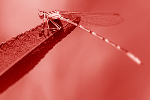 Damselfly Clamping Onto Leaf Petal Edge (Red Shade)
