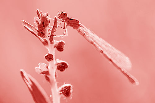Damselfly Clings Ahold Plant Top (Red Shade)