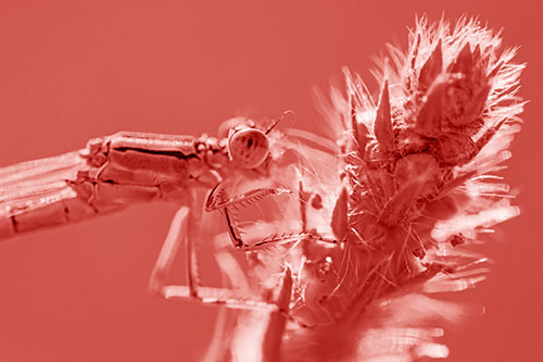Damselfly Perched Among Fuzzy Plant (Red Shade)