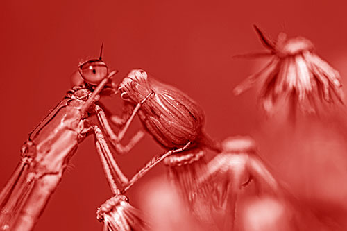 Damselfly Rubbing Eye Among Horseweeds (Red Shade)