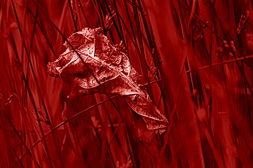 Dead Decayed Leaf Rots Among Reed Grass (Red Shade Photo)